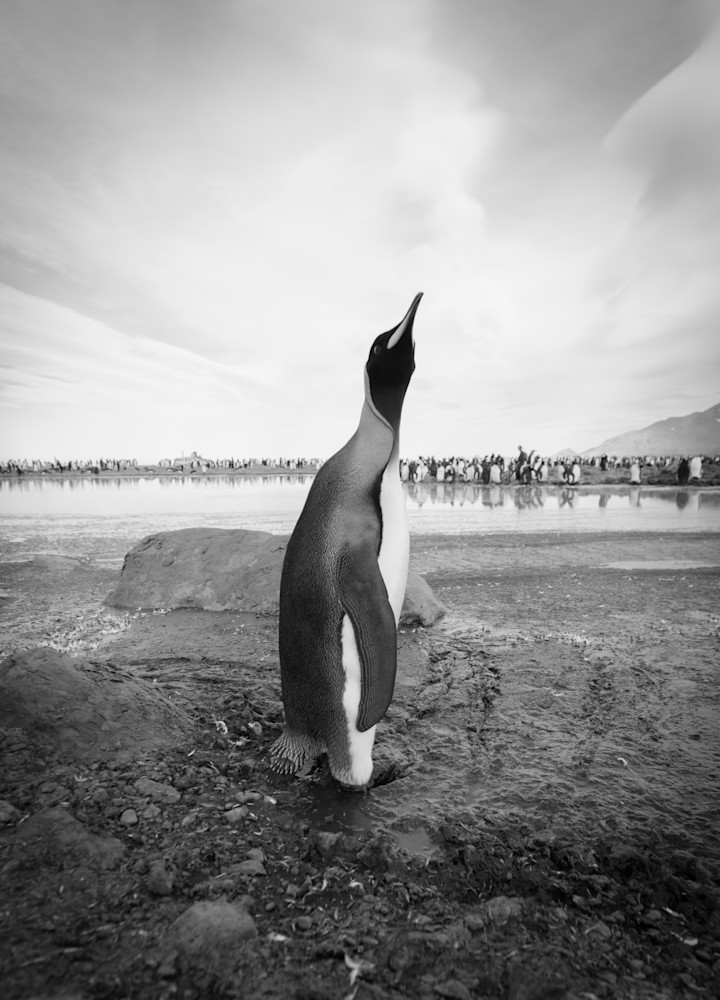 Penguin Strut ( Black & White )  Photography Art | Visual Arts & Media Group Corporation 
