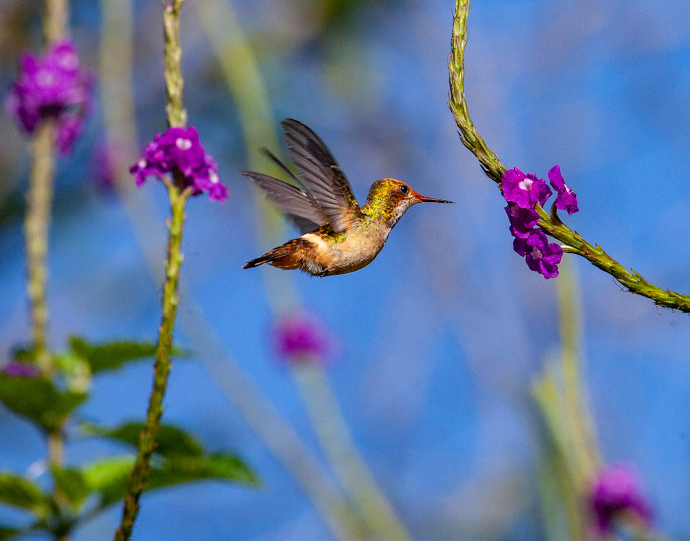 Hummingbird Hovering At A Flower, Ecuador   Puzzle Photography Art | Nicki Geigert, Photographer
