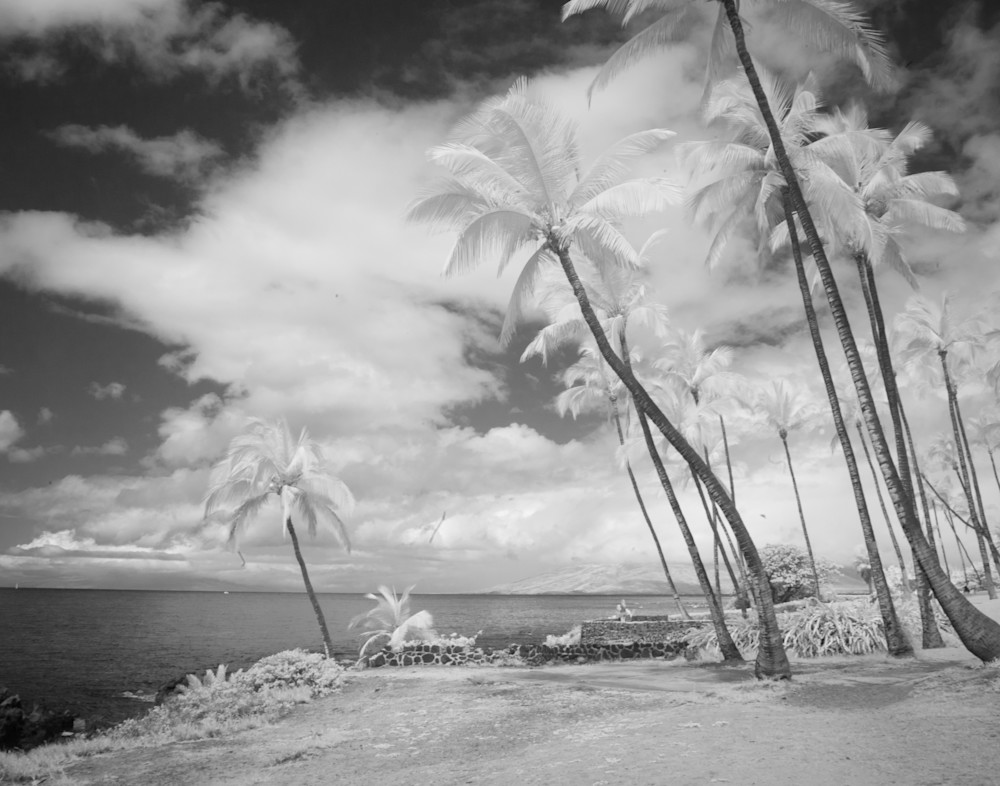 Keep Palm And Carry On, Hawaii Photography Art | World in Black and White