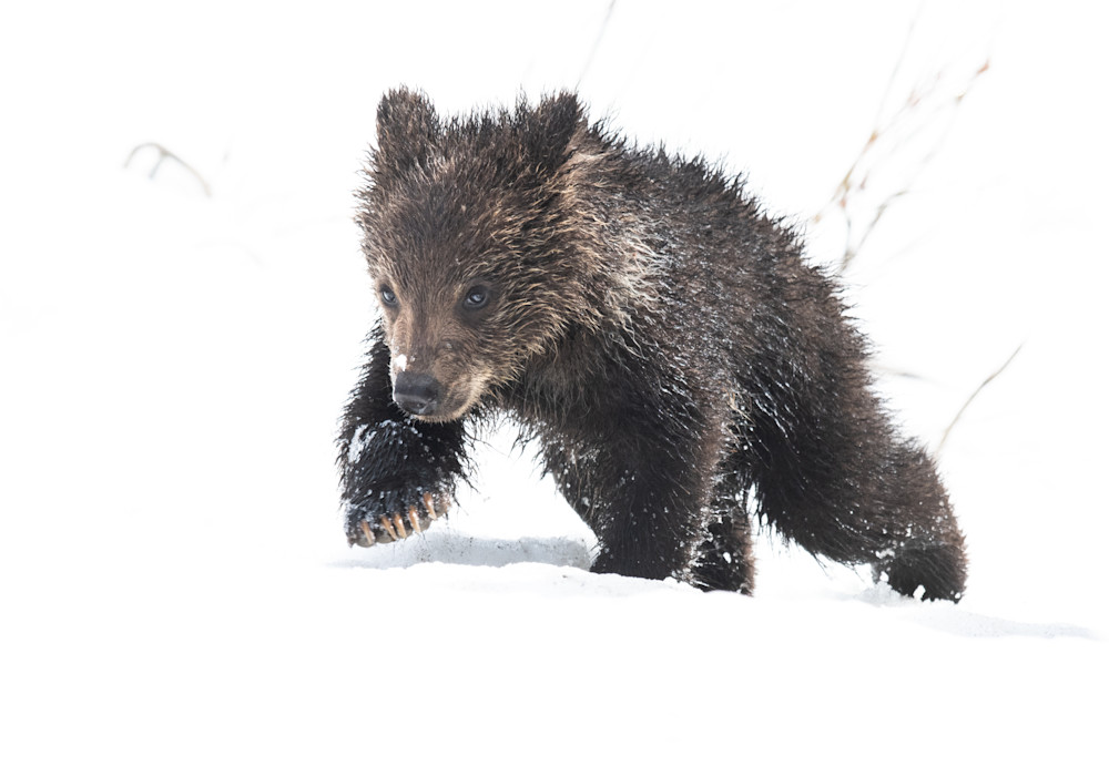 Grizzly Cub Photography Art | Jim Collyer Photography
