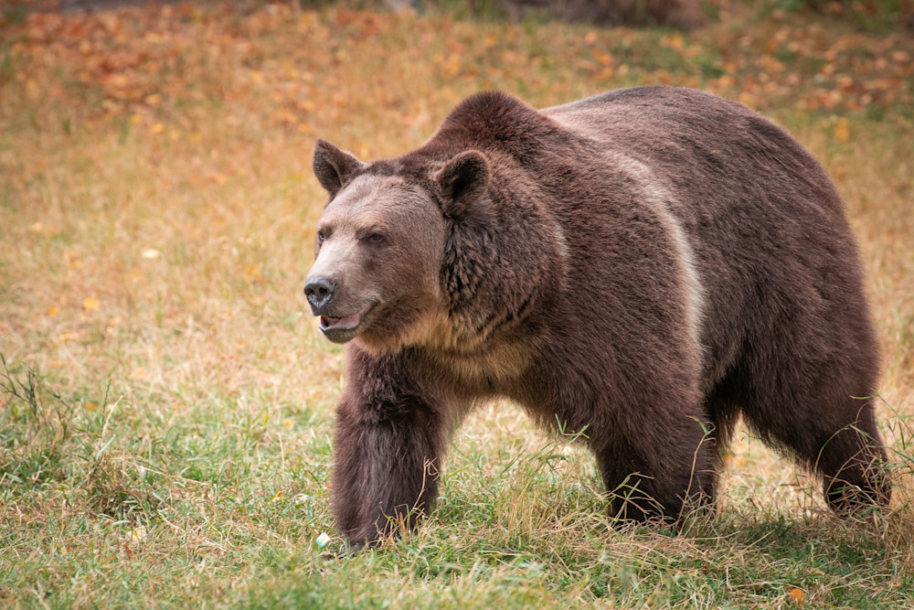 Grizzly Bear Photography Art | Jim Collyer Photography