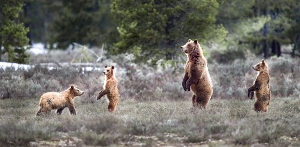 Standing Bears Photography Art | Jim Collyer Photography