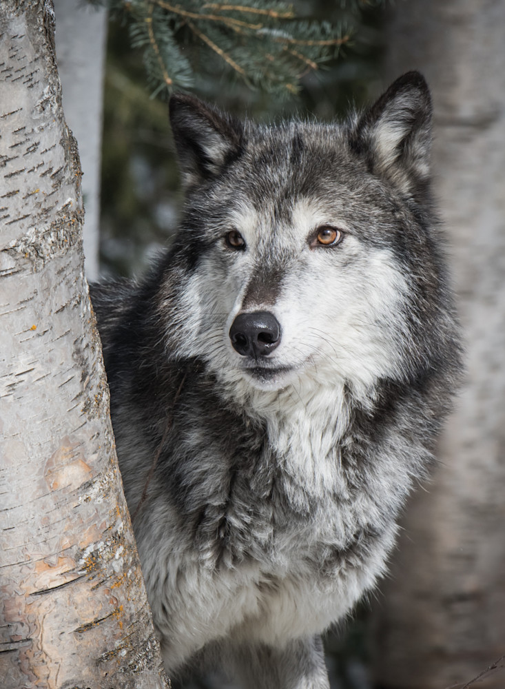Portrait Of A Wolf Photography Art | Jim Collyer Photography