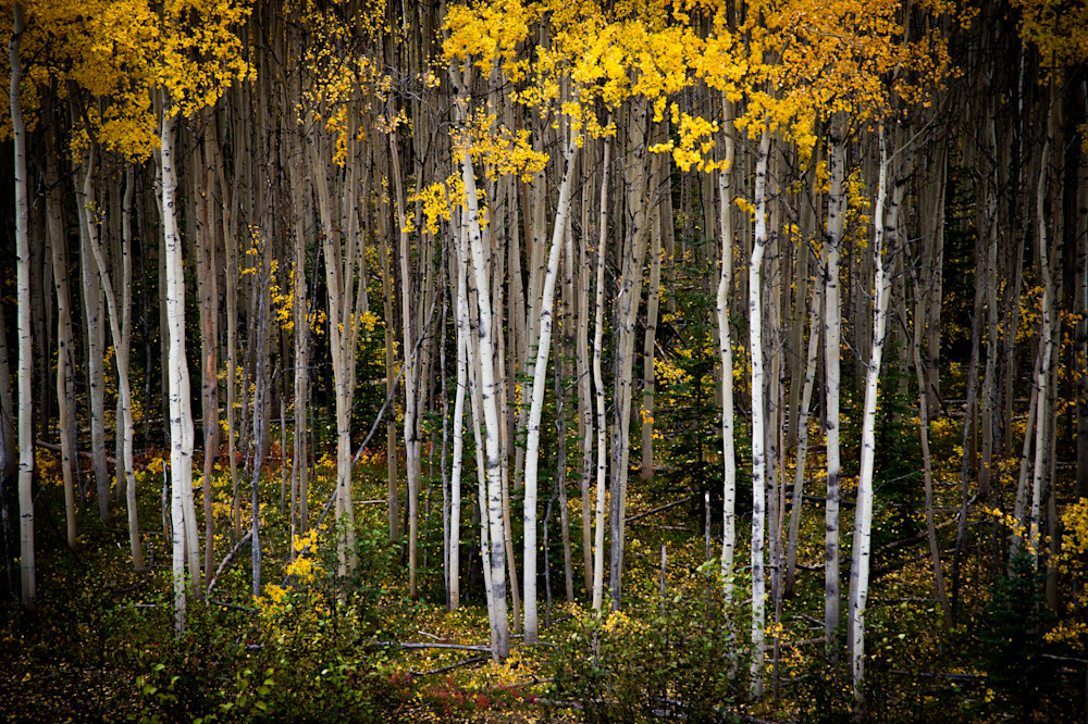 Birch Forest Photography Art | Jim Collyer Photography