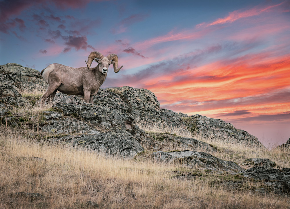 Sunset Ram Photography Art | Jim Collyer Photography