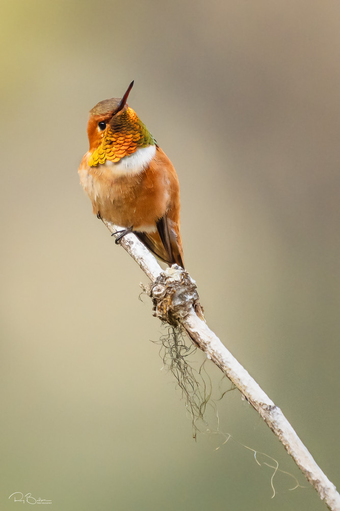Rufous Hummingbird perched on branch.