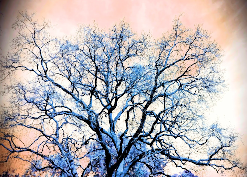 Sunrise Snow Tree Photography Art | Louise Vidaurri Photo Art