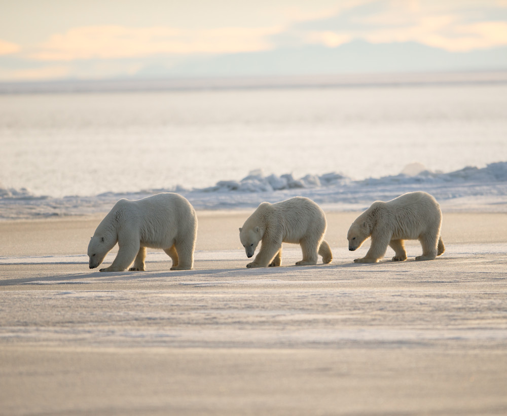 Polar Bear March Photography Art | Visual Arts & Media Group Corporation 
