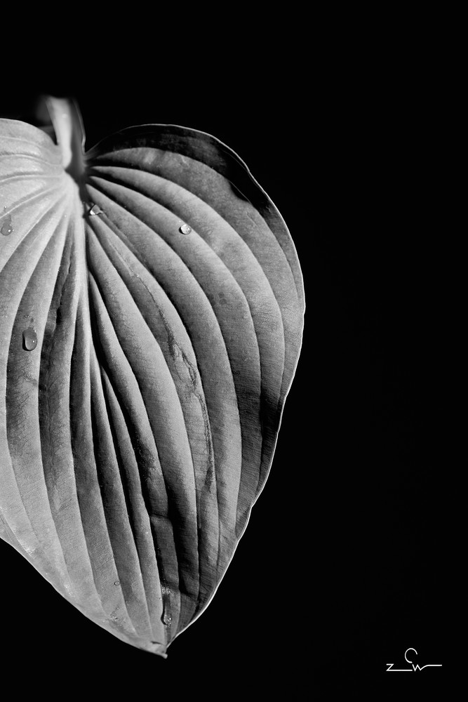 Hosta leaf photography.