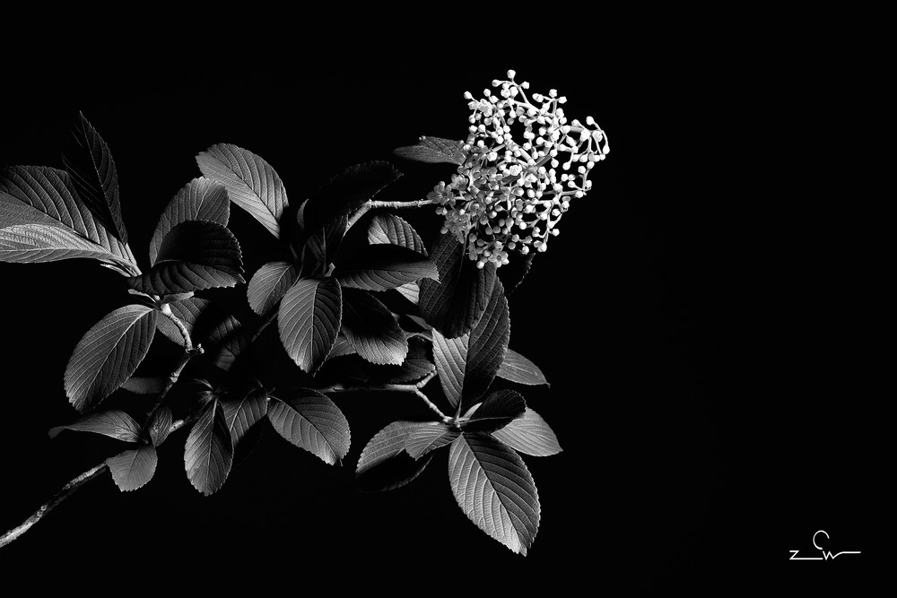 Leatherleaf flowering branch photography.