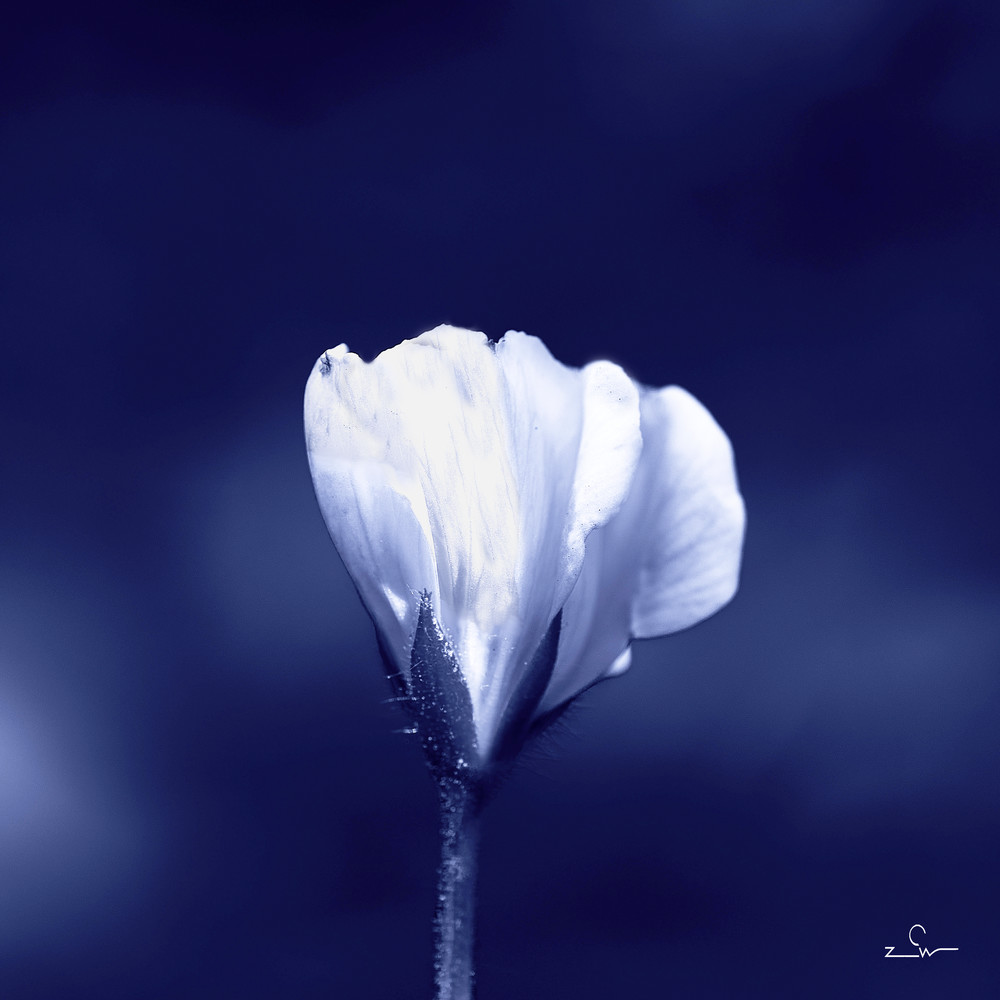 Geranium flower photography.