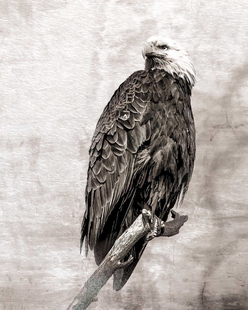 Bald Eagle on Textured Background