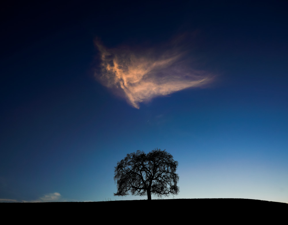 One Tree Hill #2 Photography Art | John Todd Photographs