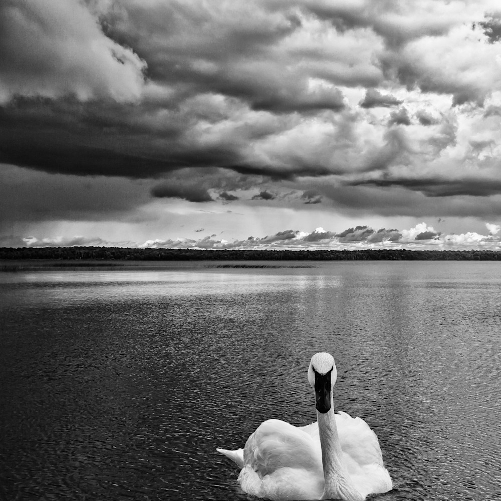 Swan Lake II