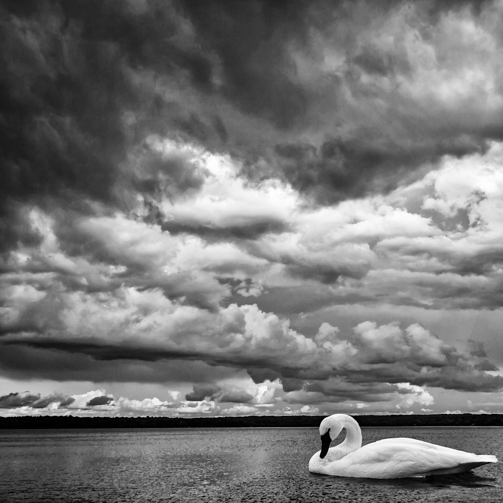 Swan Lake I