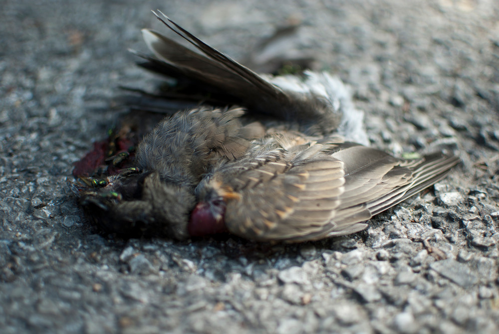 Dead Bird 03 Art | Mikey Rioux