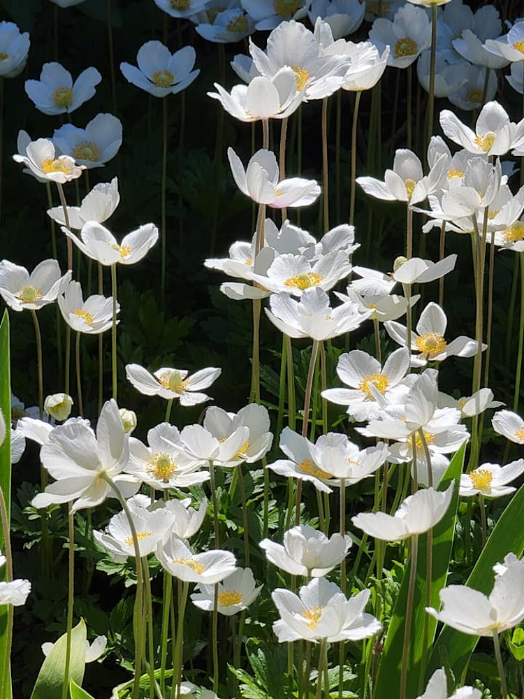 Field Of White Flowers Art | Jude Barton Fine Art