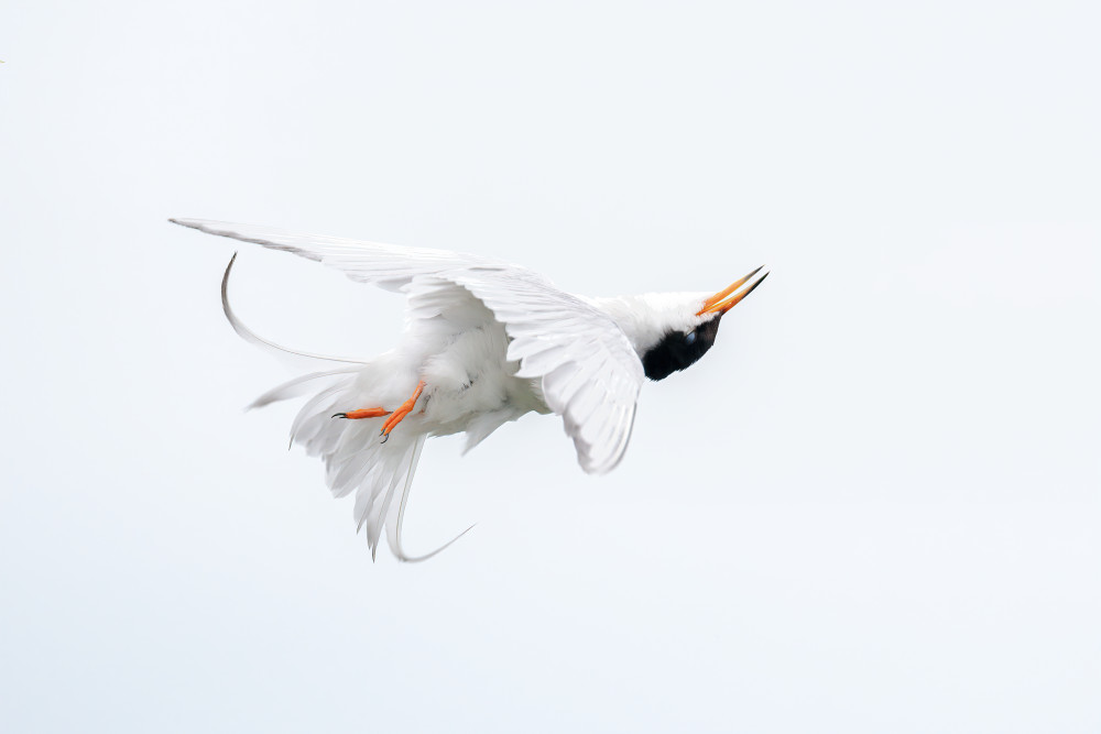 Forster's Tern Spin