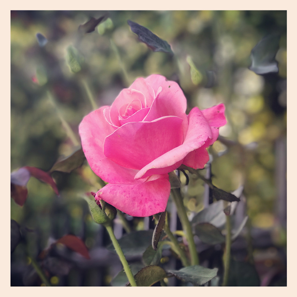 Pink Rose Art | Mikey Rioux