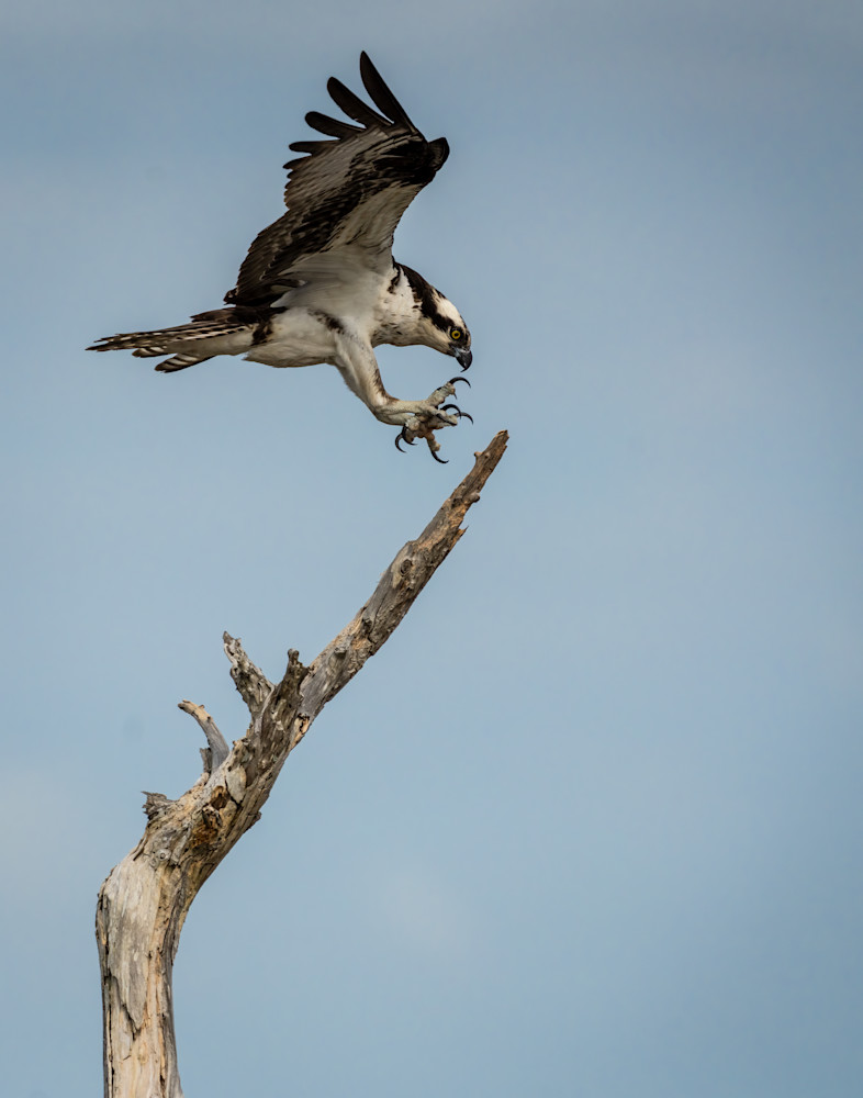 Osprey Picking A Perch Photography Art | John Novak Photography