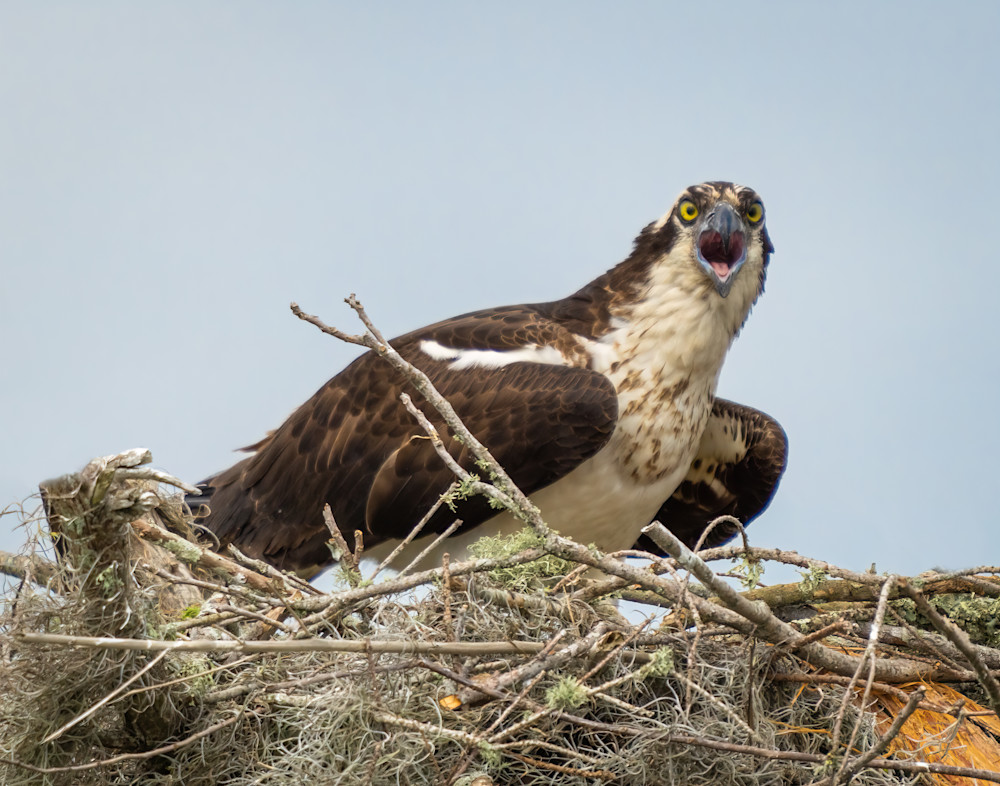 Osprey On Nest Photography Art | John Novak Photography