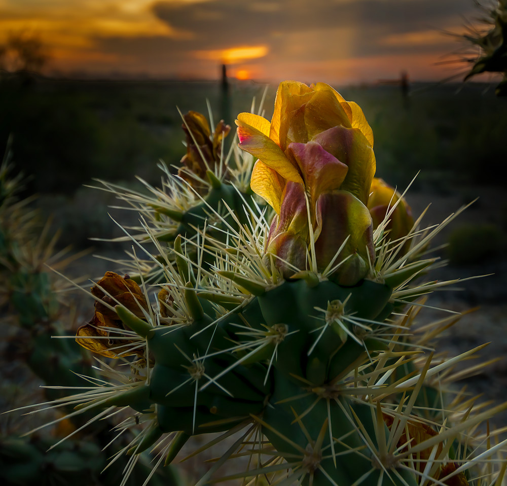 The Desert Rose   Arizona Photography Art | Kendall Photography & Fine Art