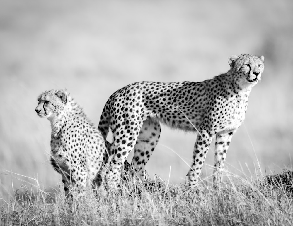 Spotted Beauty ( Black & White ) Photography Art | Visual Arts & Media Group Corporation 