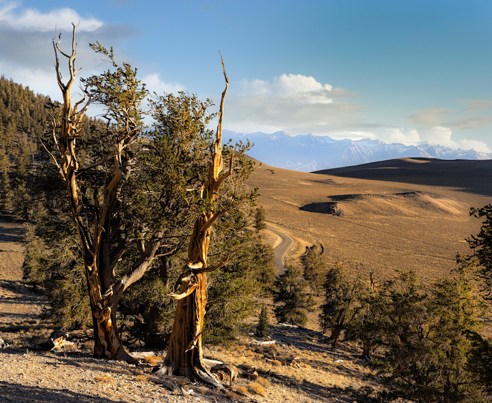 Ancient Bristlecone Pine | Landscape Photography | Tim Truby 