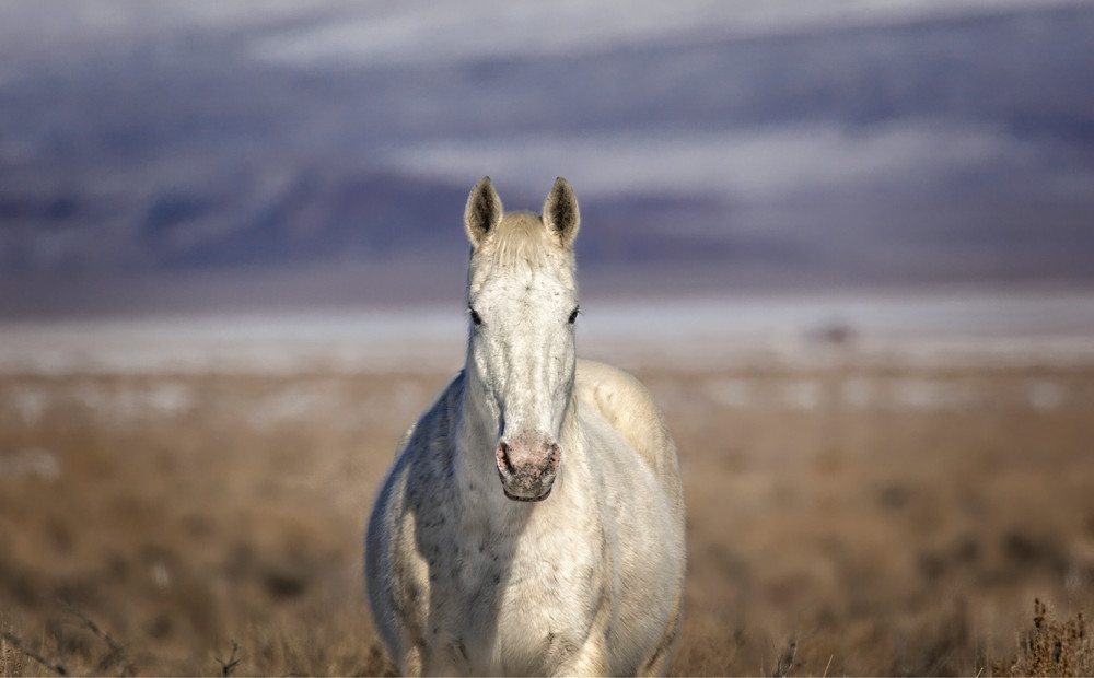 white horse, wild horse print