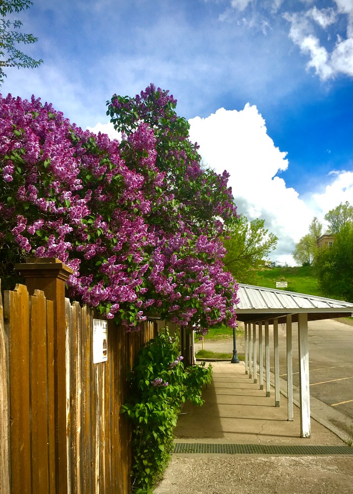 Lilacs In The West Art | Patricia Murphy Bolten