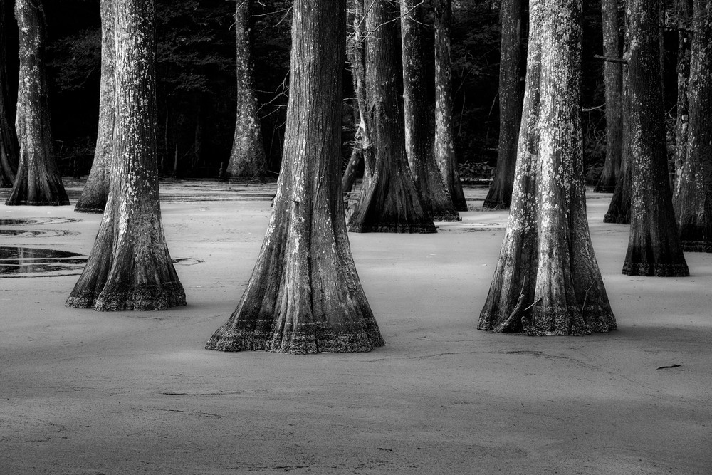 Cypress in Duckweed - Louisiana swamp fine-art photography prints
