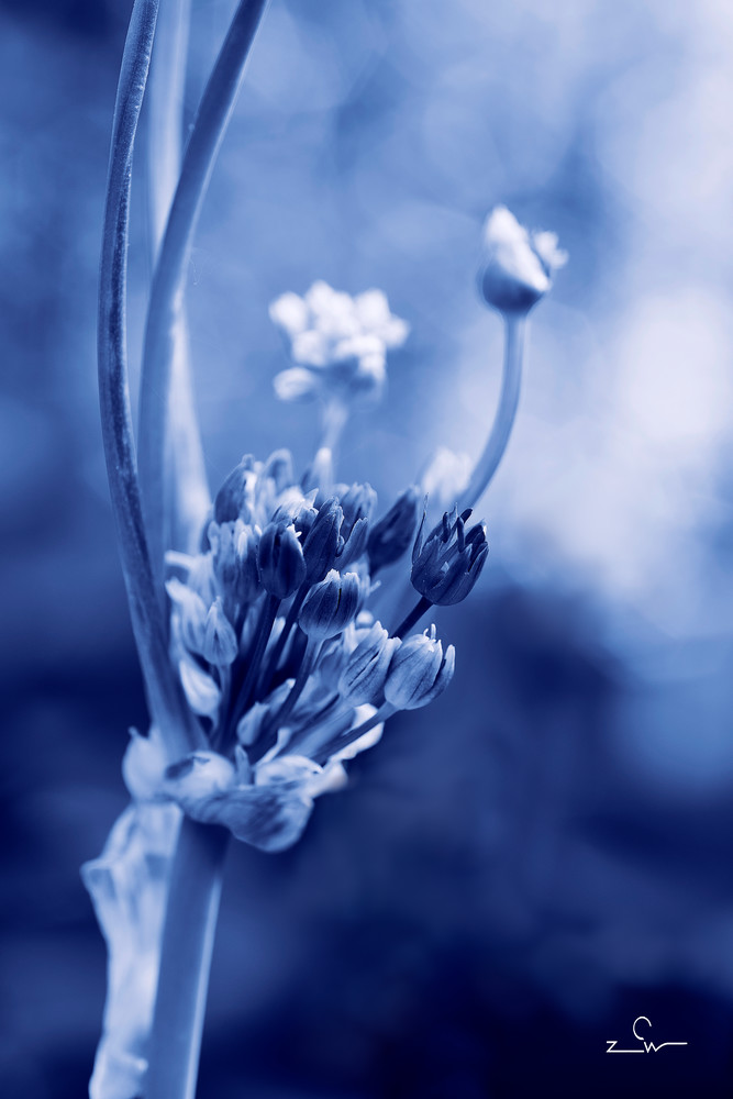Allium buds in blue colors, fine art.