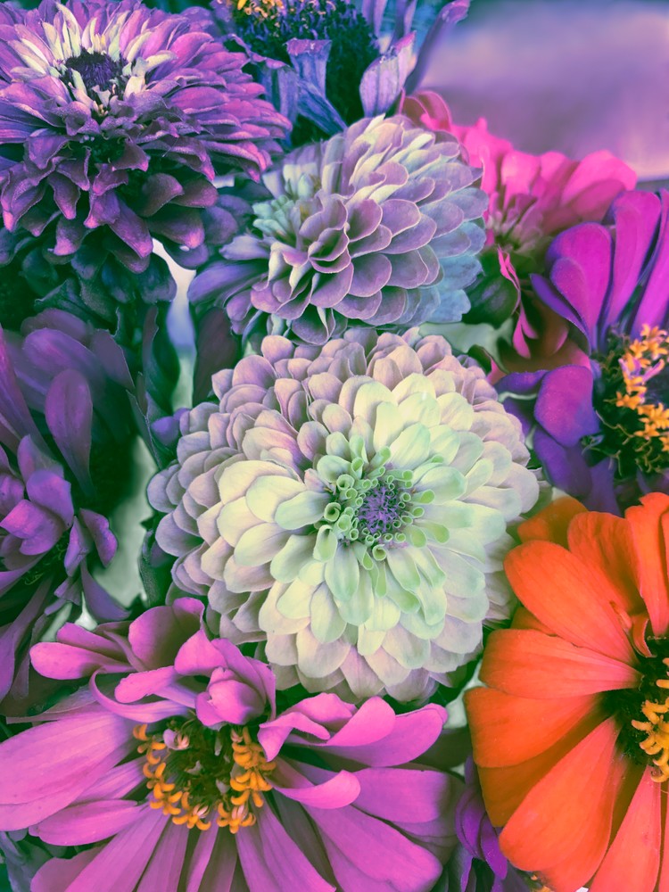 Flower Art:  Shop Large Zinnia Prints/ Vivid Colors of Paula Acheson Photography 