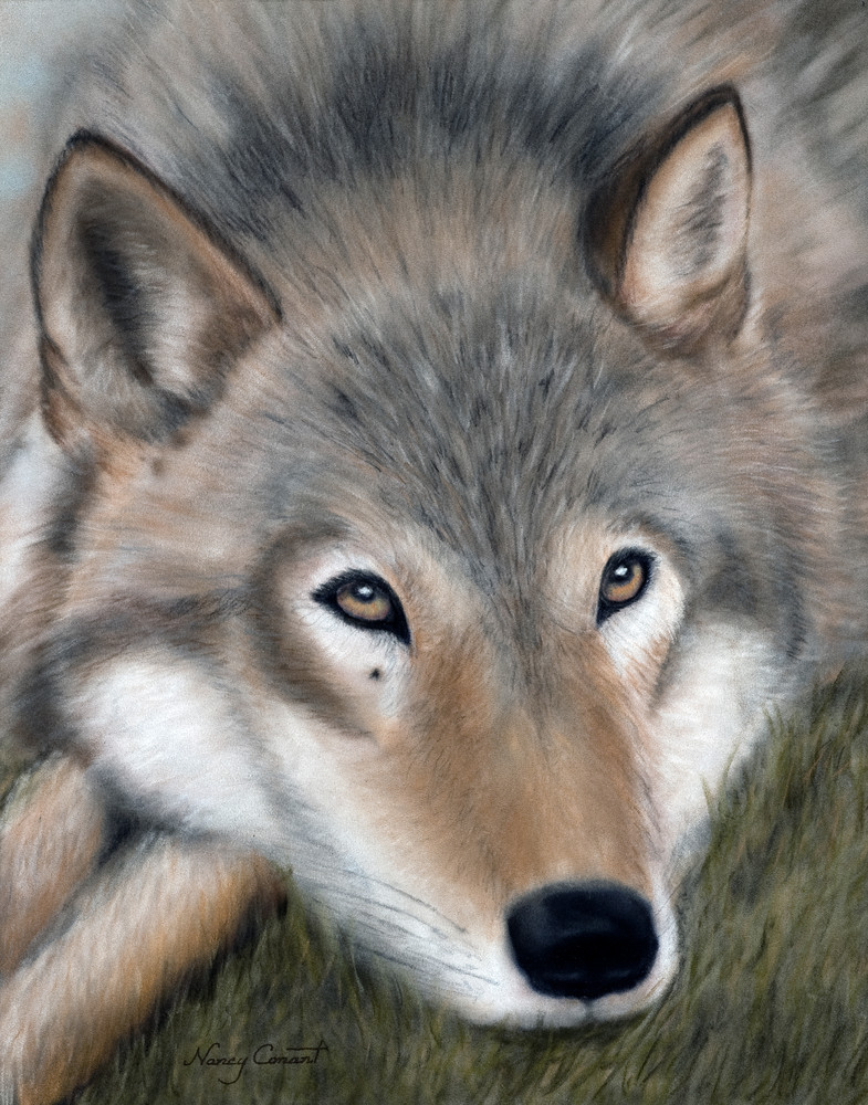 wolf portrait, El Lobo by Nancy Conant