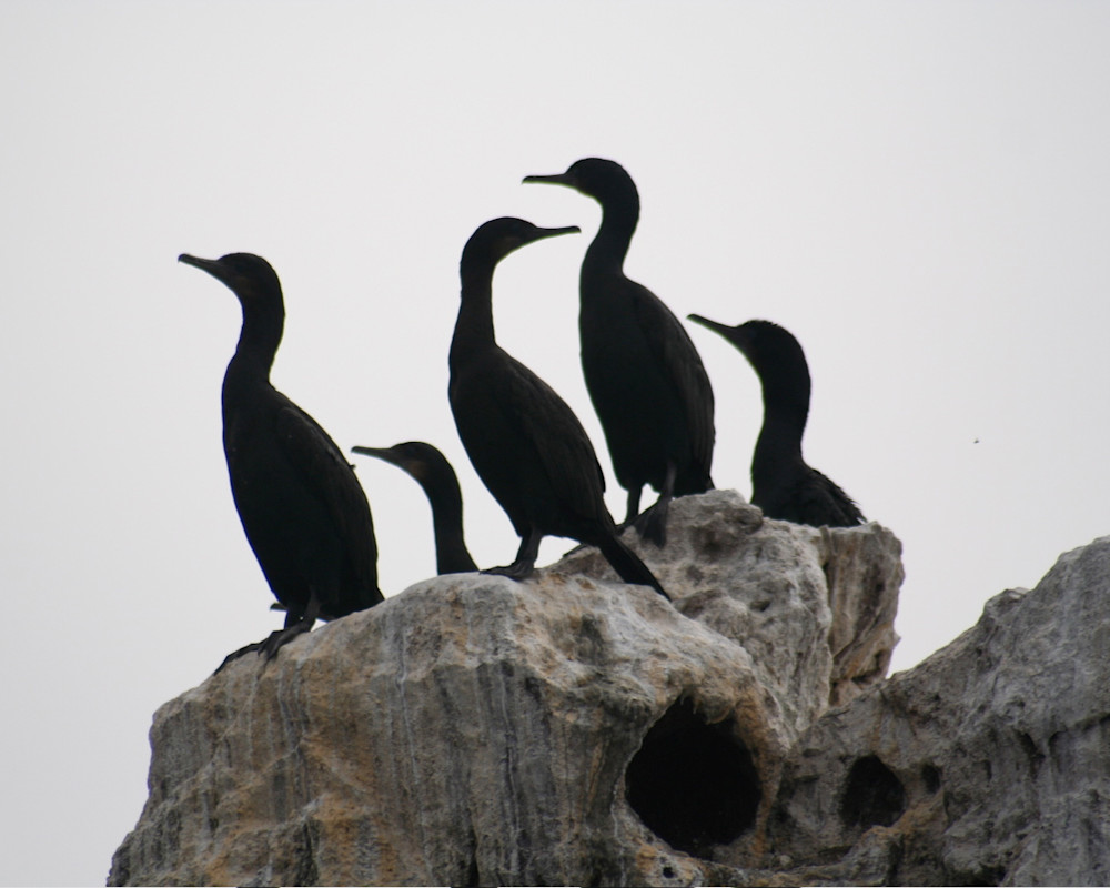 Bird silhouette, Baja Birds on a Rock Photo by Nancy Conant