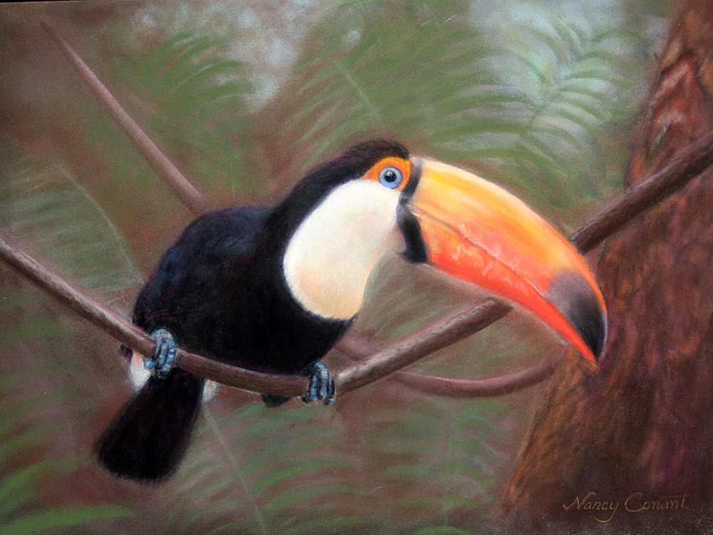 toco toucan by Nancy Conant is a toucan painting