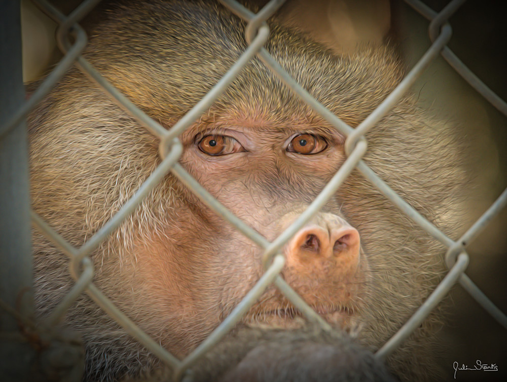 The Sacred Baboon's Eyes Don't Lie!   Painted Photography Art | Julian Starks Photography LLC.