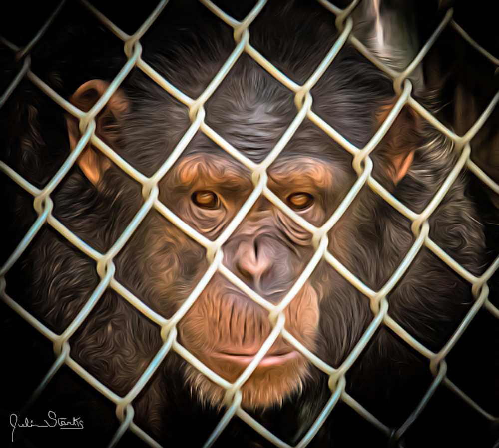 Chimp In Jail!   Painted Photography Art | Julian Starks Photography LLC.