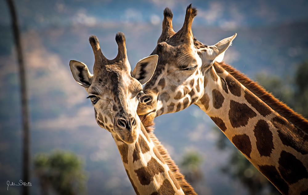 Giraffe's In Love!   Painted Photography Art | Julian Starks Photography LLC.