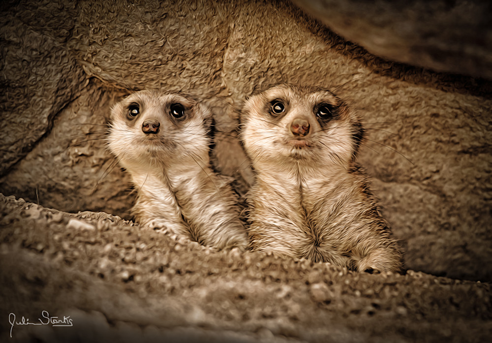 A Couple Of "Meerkats" Checkin' Things Out!!!   Painted Photography Art | Julian Starks Photography LLC.