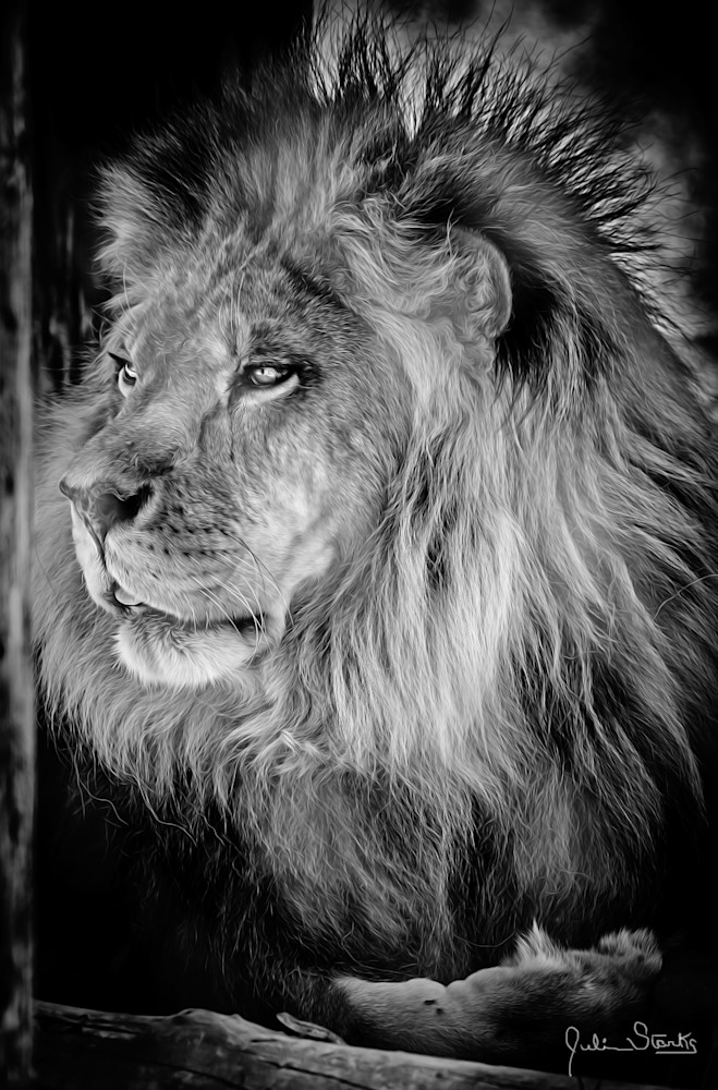 Beautiful Profile Of African Lion In B & W   Painted Photography Art | Julian Starks Photography LLC.