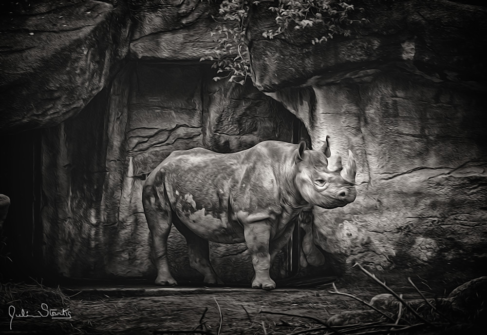 Black Rhinoceros In B & W   Painted Photography Art | Julian Starks Photography LLC.