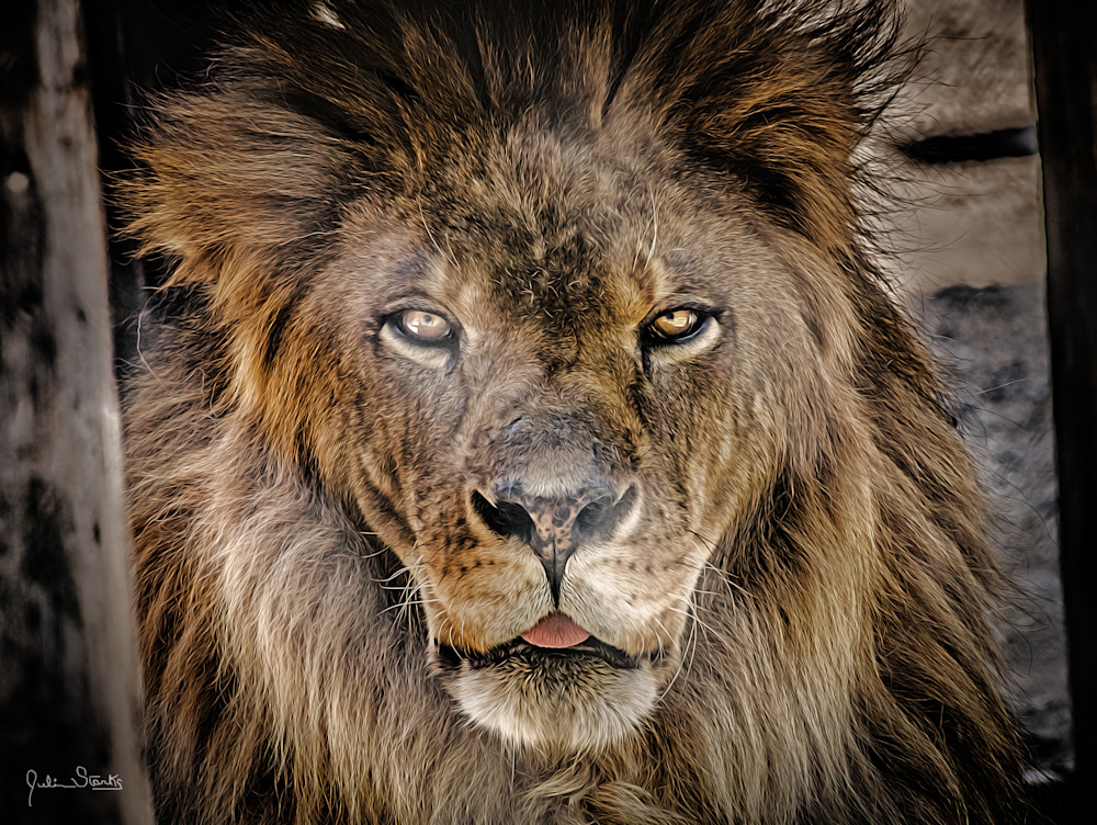 Regal Lion   Painted #1 Photography Art | Julian Starks Photography LLC.