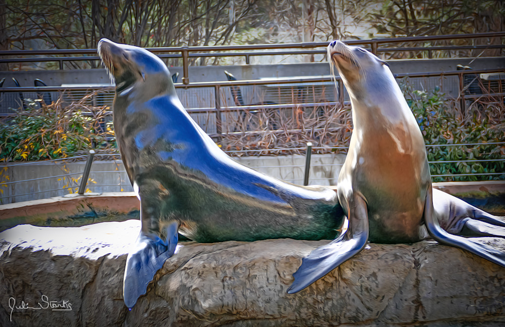 California Sea Lion   Painted Photography Art | Julian Starks Photography LLC.