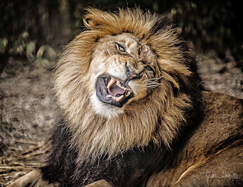Roaring Old Male Lion   Painted Photography Art | Julian Starks Photography LLC.