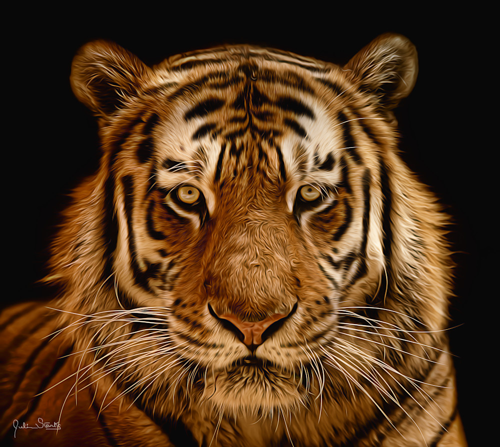 Siberian (Amur) Tiger In Black Space   Painted Photography Art | Julian Starks Photography LLC.