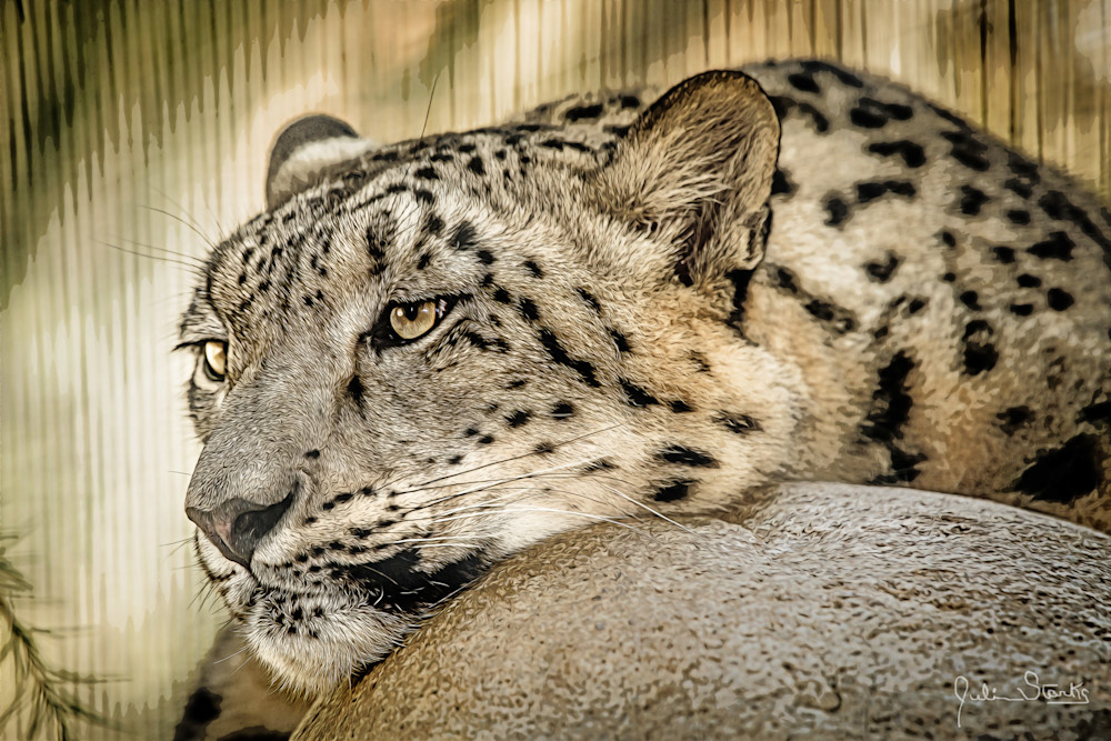 Snow Leopard Chillin' On A Rock   Painted Photography Art | Julian Starks Photography LLC.