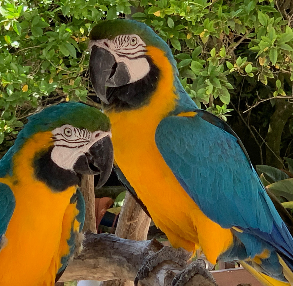 Paradise Parrots Art | nancy iannitelli studio