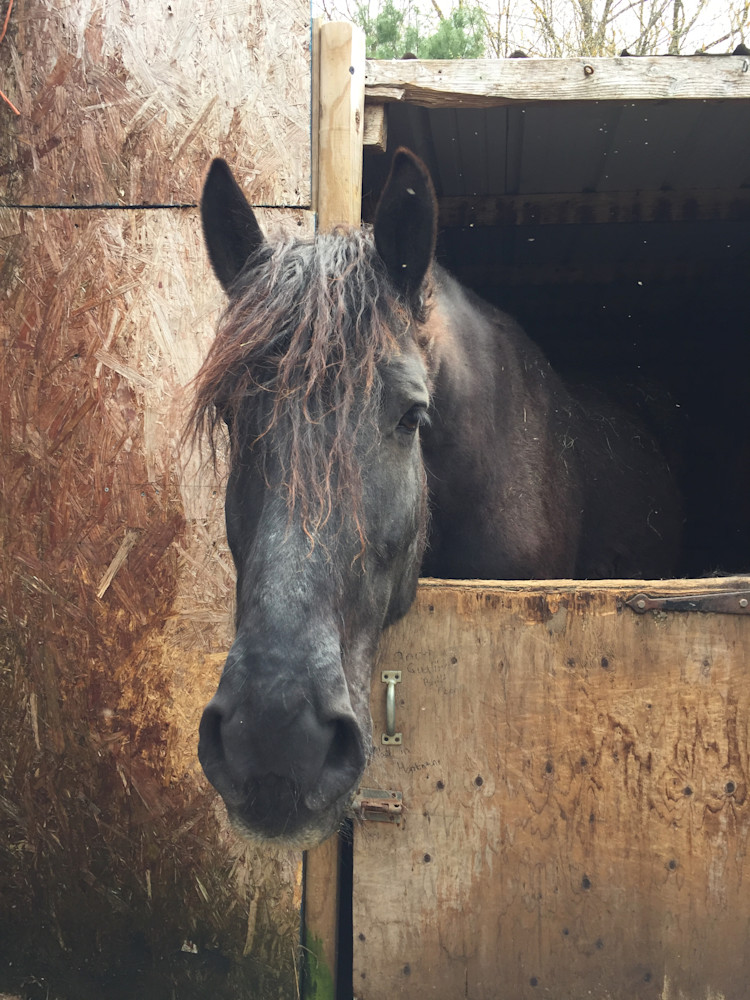 New England Show Horse  Art | nancy iannitelli studio