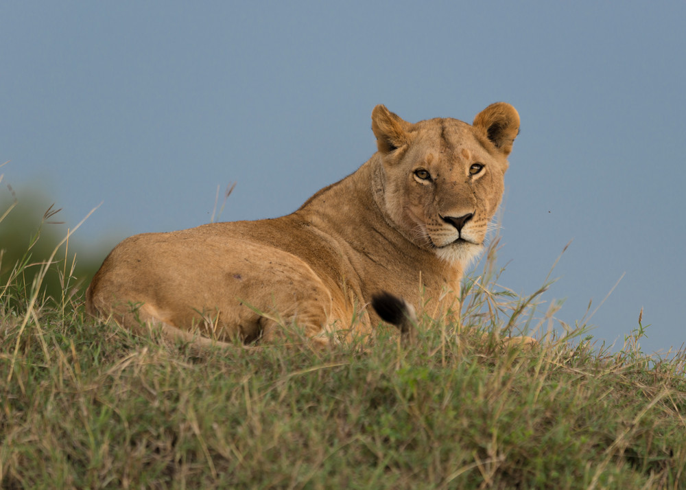 Lounging Lioness Photography Art | Visual Arts & Media Group Corporation 